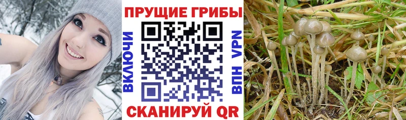 Галлюциногенные грибы мицелий  цены наркотик  Кяхта 